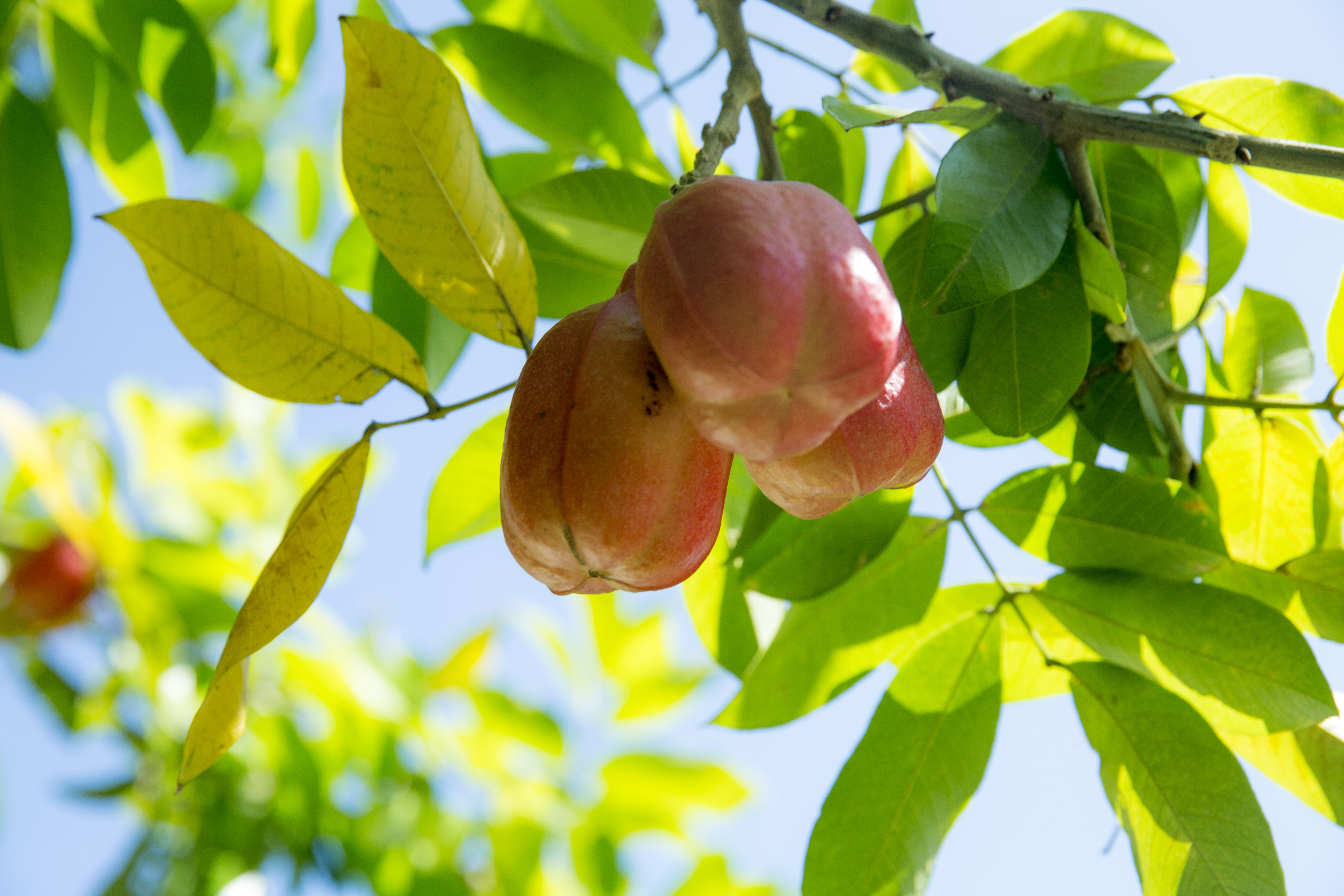 <p><strong>Аки /Ackee fruit/</strong></p>

<p>Ямайски национален плод, който съдържа хипоглицин, силно токсична отрова. Важно е да се знае, че плодовете могат да се ядат само, ако са напълно узрели, те трябва да се отворят естествено и тогава да се берат от дървото. Консумира се само месестата кремава част около семената, не се яде нищо от семената или розовата част на плода, защото са изключително токсични. Плодът може да доведе до сериозно заболяване, кома или смърт.</p>