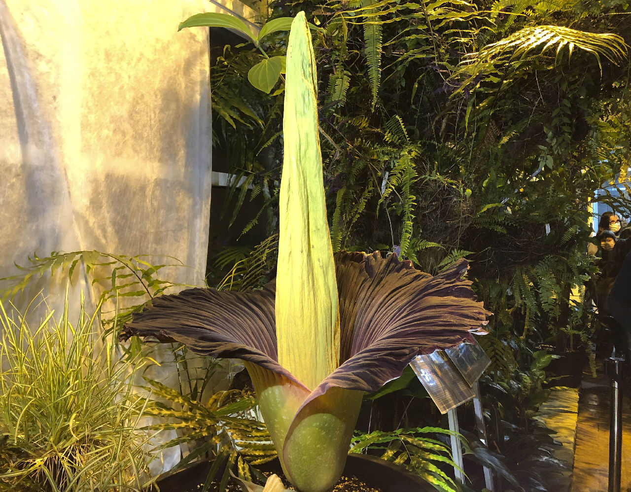 <p>Трупното цвете от Суматра има най-голямото неразклонено съцветие в света, като височината му може да достигне до 3 метра. Растението цъфти рядко.</p>