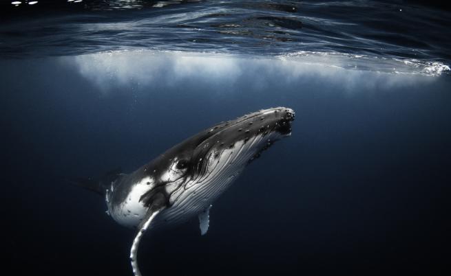 Мъж попадна в устата на кит, но се отърва с охлузвания