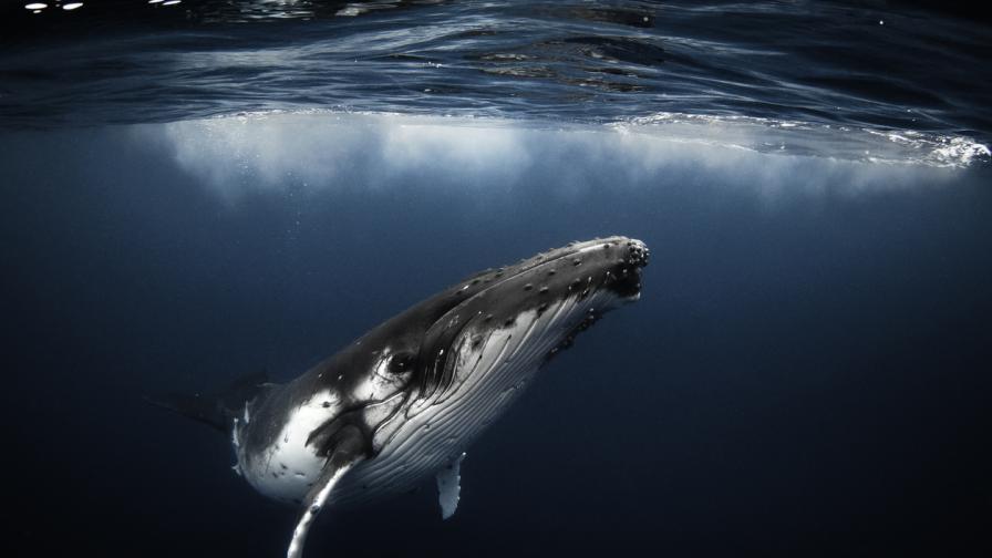 гърбат кит