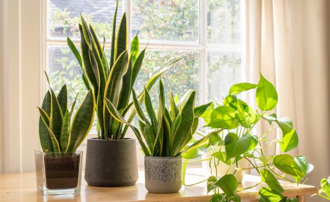 Домашни растения, които могат да ни разболеят