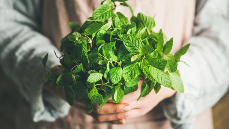  Преборете влагата в дома ви един път вечно с тези 6 стайни растения 