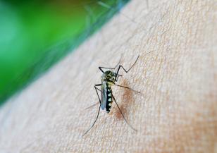 С какви опасни болести могат да ни заразят комарите