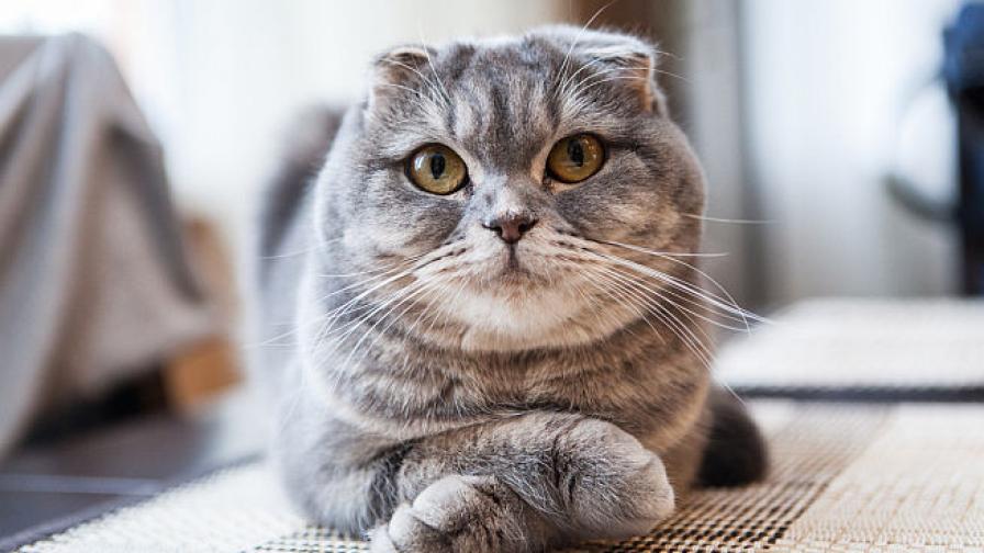 Животни почитани като богове: 8 август е Международен ден на котката