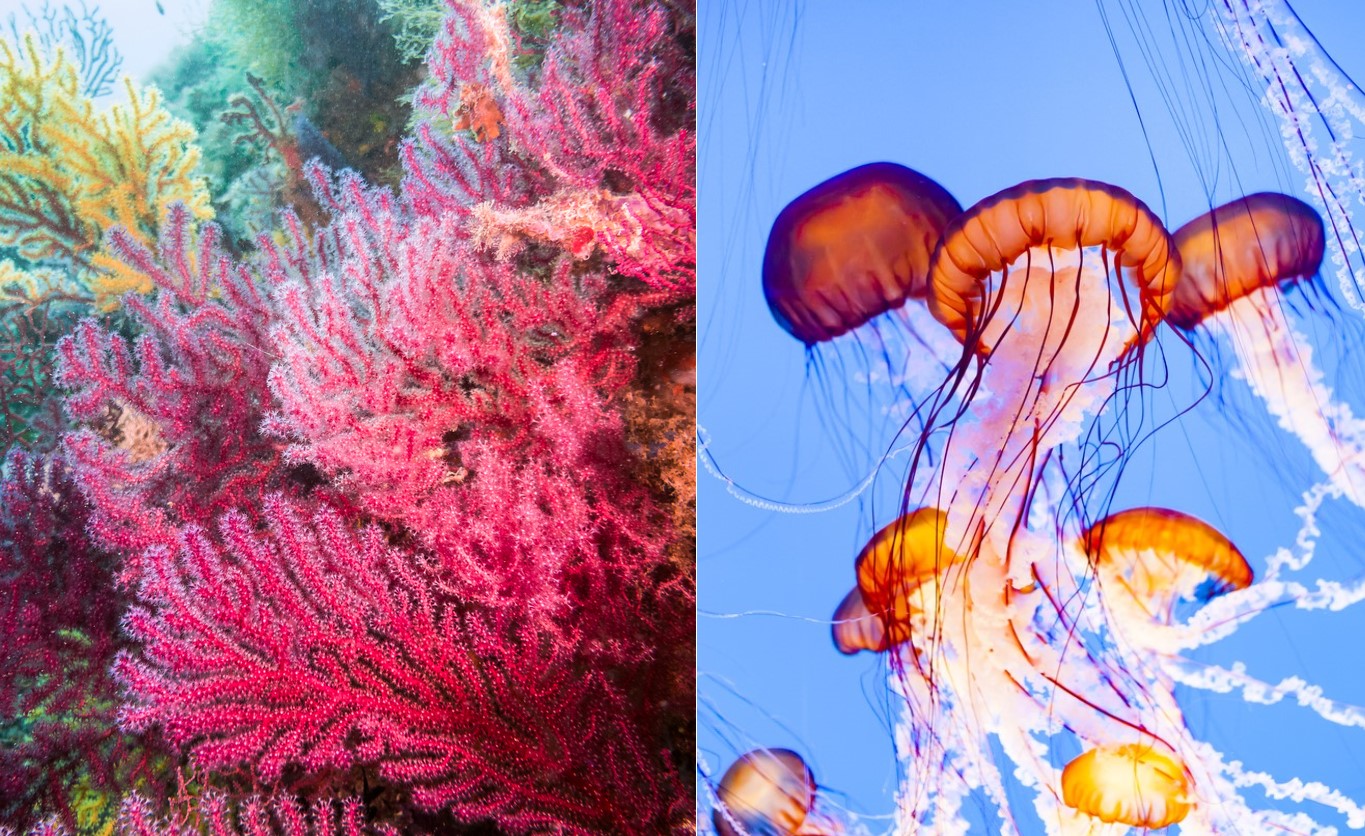 <p><strong>Медузите и коралите</strong>&nbsp;принадлежат към древна група животни, наречени мешести.&nbsp;Членовете на тази група нямат органи като бели дробове и сърце. Те също така нямат мозък, а&nbsp;вместо това имат нервна система, която е разпространена по цялото им тяло. Медузите и коралите също боравят с еднакви средства за самозащита - те използват пипалата си, за да ужилят нищо не подозиращите плувци наблизо.</p>