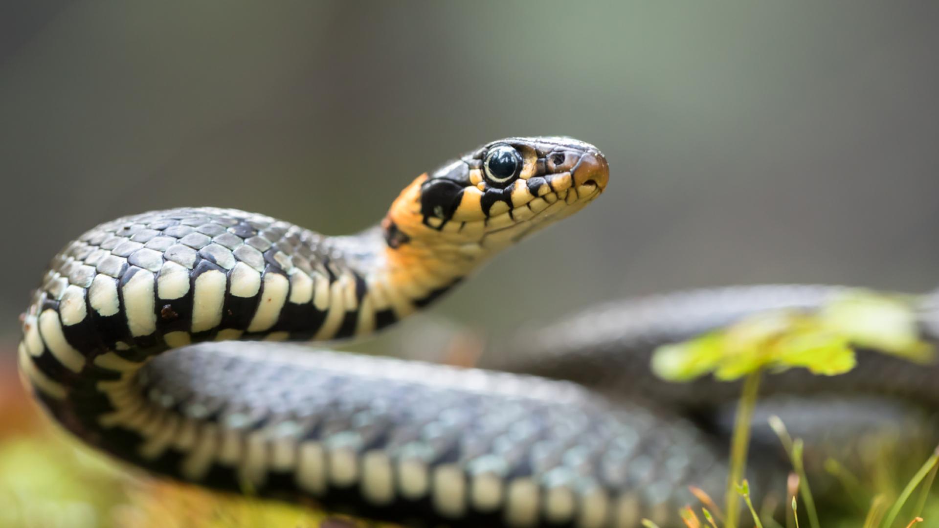 Митнически служители на летището в Мумбай останаха шокирани когато отвориха