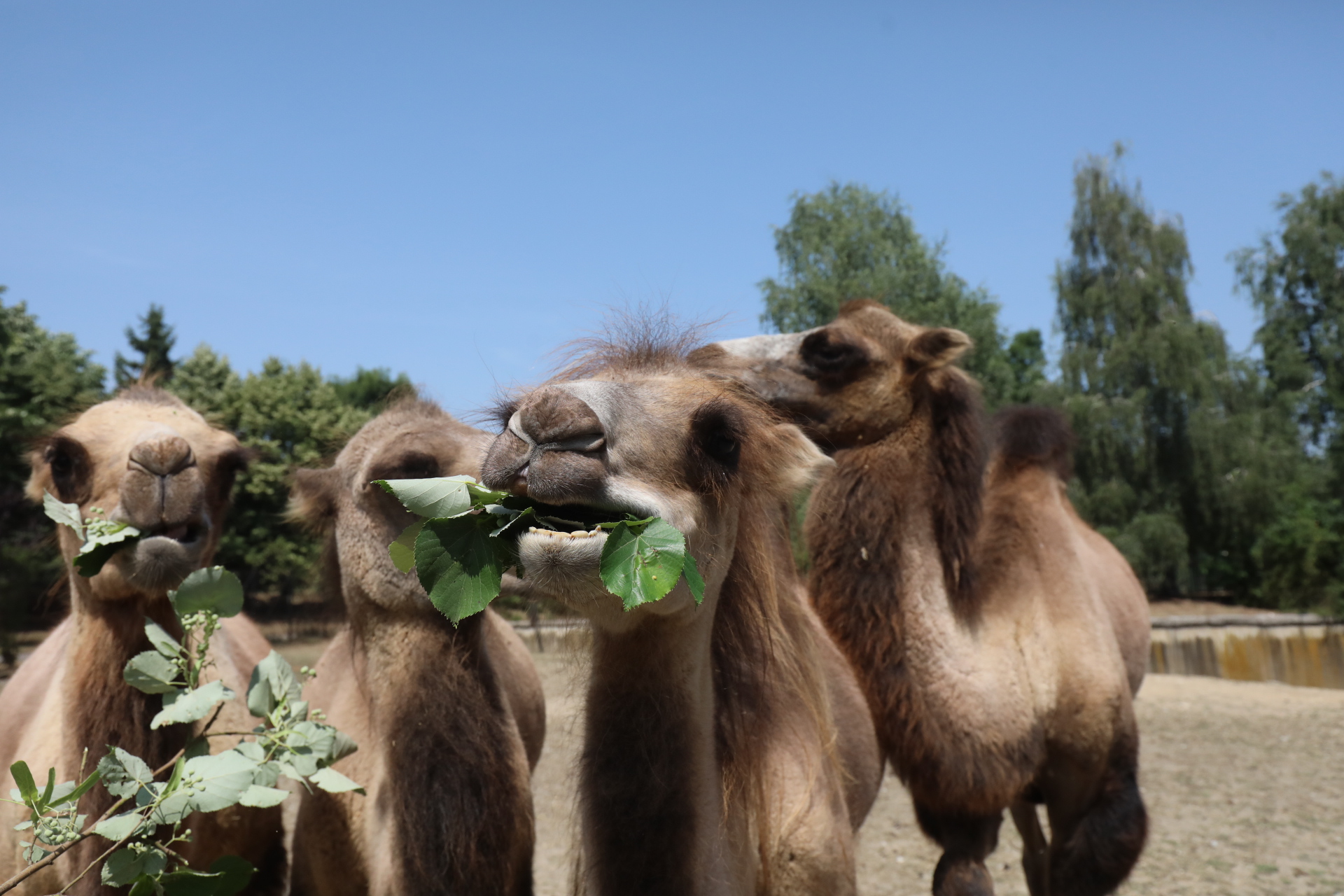 <p>Четири нови двугърби камили в столичния зоопарк</p>