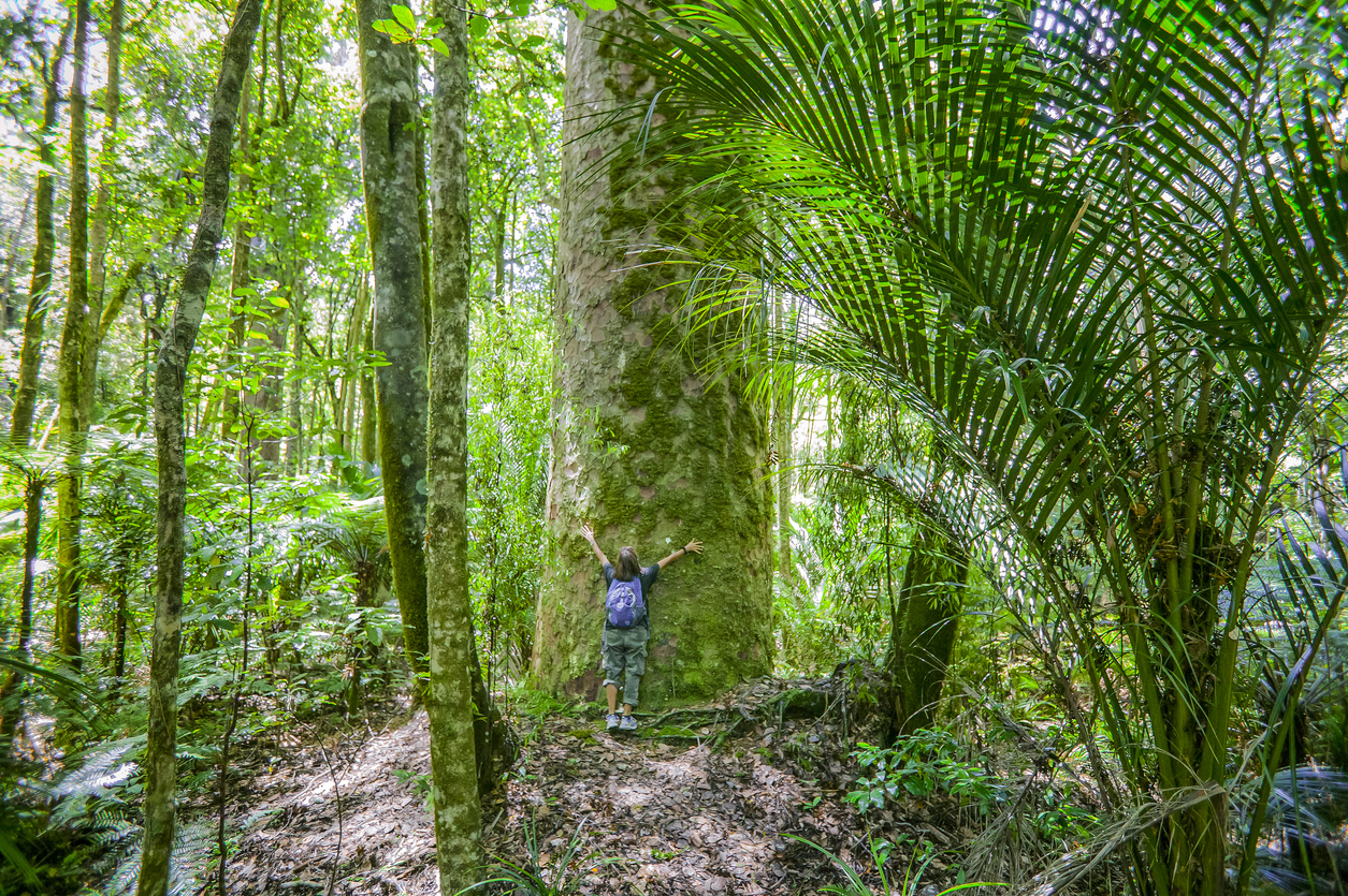 <p><strong>Waipoua Forest</strong> -&nbsp;Нова Зеландия. Най-старото дърво в тази гора, известно като&nbsp;&bdquo;Властелинът на гората&ldquo; - е на около 2300 години.&nbsp;</p>