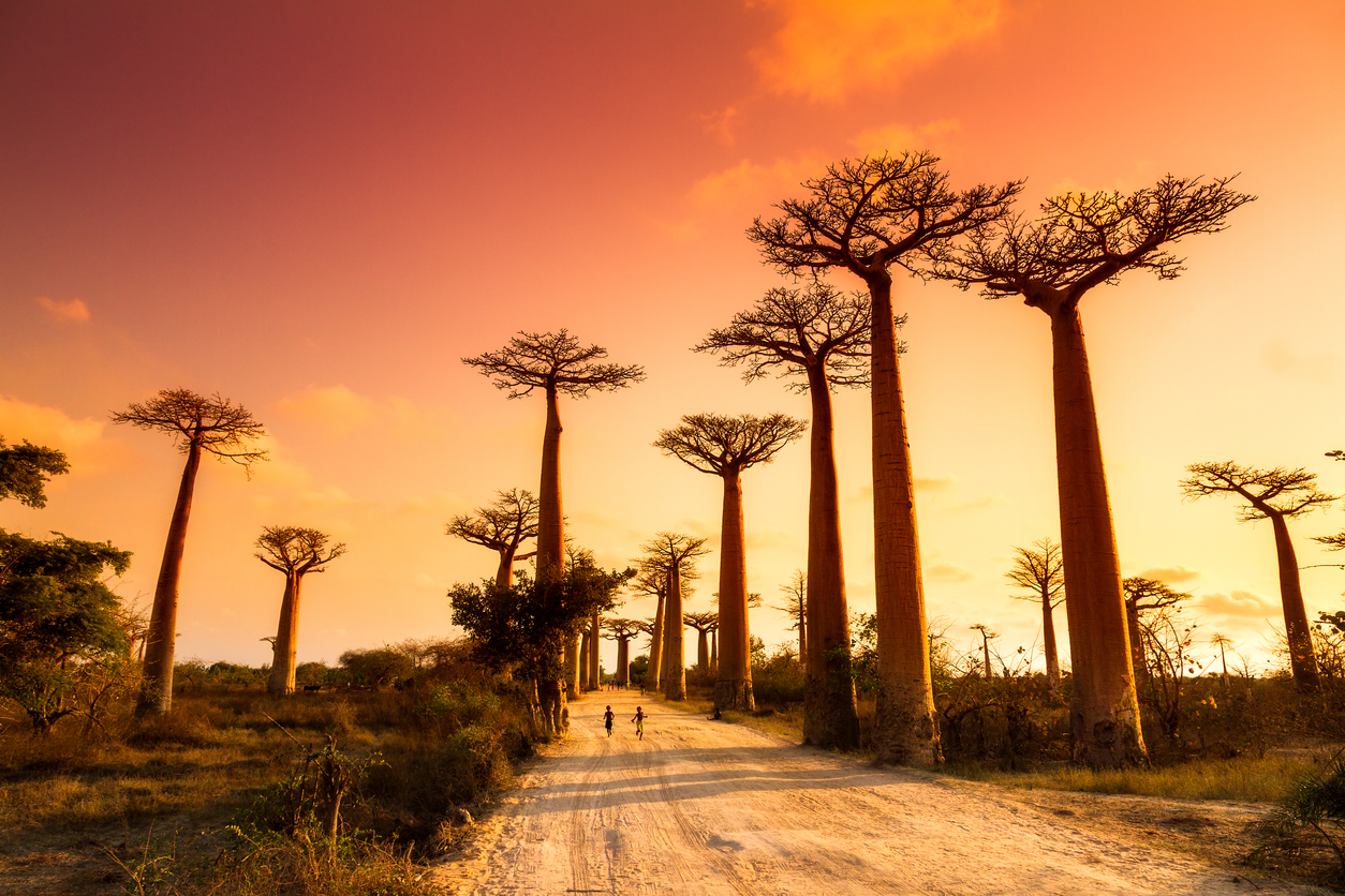 <p><strong>Avenue of the Baobabs</strong> -&nbsp; Мадагаскар. Преди стотици години древните дървета, които се простират по алеята на баобабите, са били част от тропическа гора. След години на обезлесяване, само около 20 от видовете - широко известни като баобаби - все още стоят на известния път.</p>