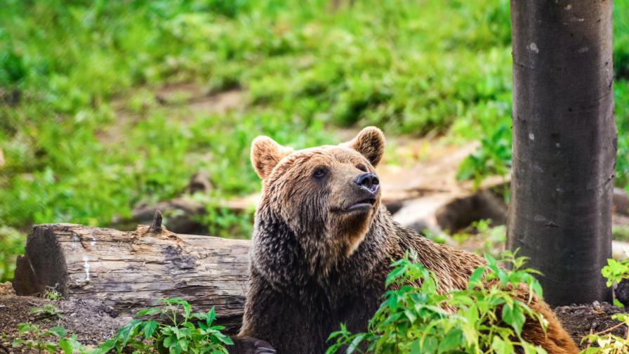 Откриха мъртва мечката, която нападаше животни в Смолянско