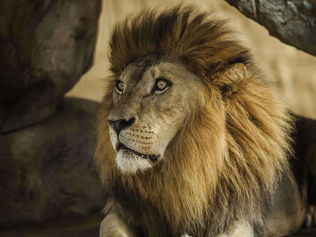 Лъв, избягал от цирков обект в италианския град Ладисполи, стресна