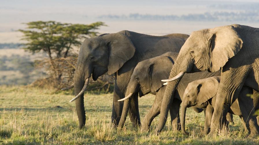 <p>Стадо слонове стана истинска сензация в Китай (ВИДЕО/СНИМКИ)</p>