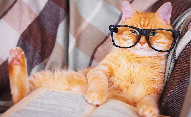 Учени: Интелектът на котките е като на 3-годишно дете