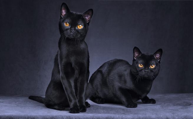 Бомбайската котка - черната пантера при домашните любимци