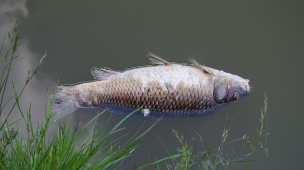 Огромно количество мъртва риба изплува край Гребната база в Пловдив