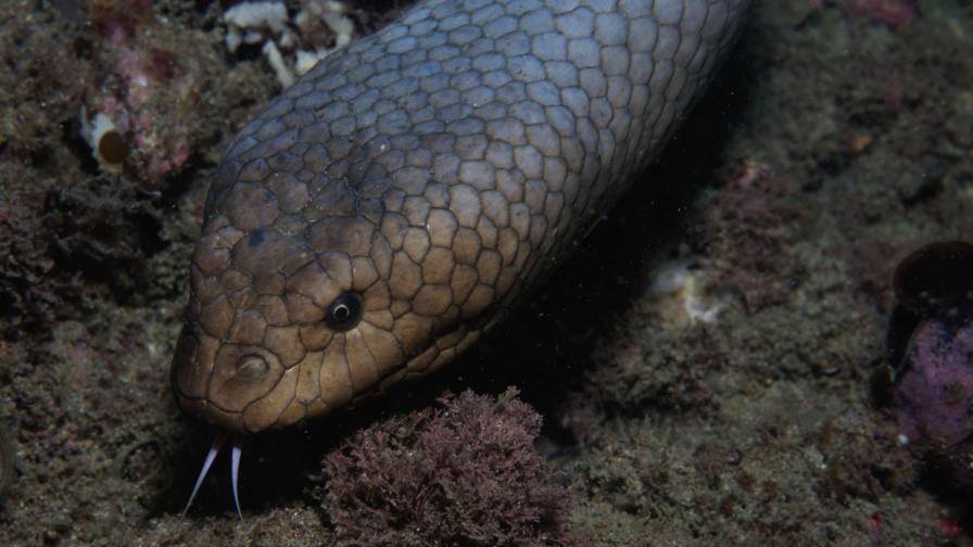 Маслиненокафява морска змия