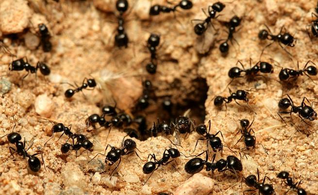 Учените алармират: Мравките няма да могат да се адаптират към глобалното затопляне