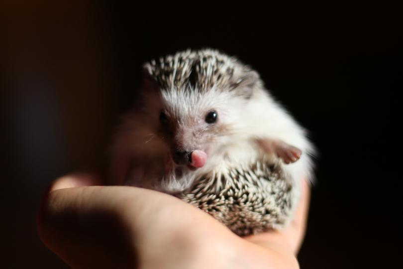 Малки домашни любимци за малчуганите