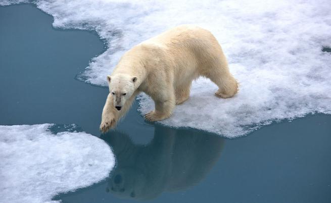 Тревожно: Популацията на полярните мечки е застрашена, ето защо