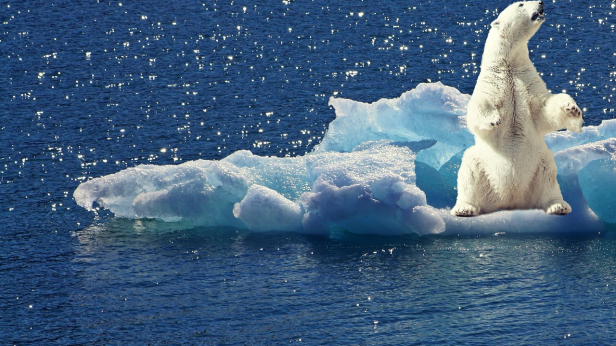 Изчезват ли полярните мечки