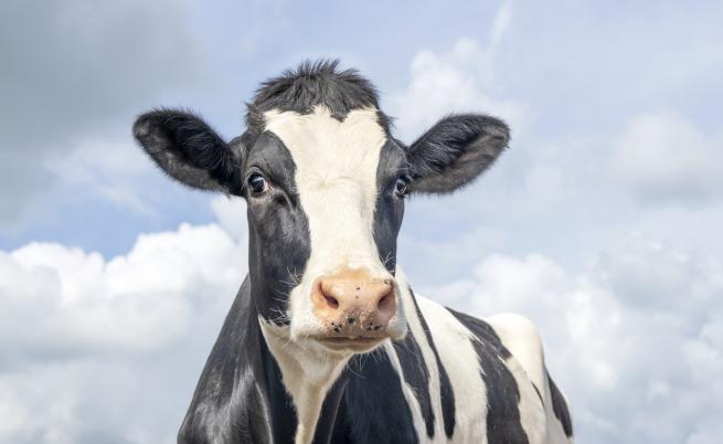 За какво си говорят кравите, учени установиха