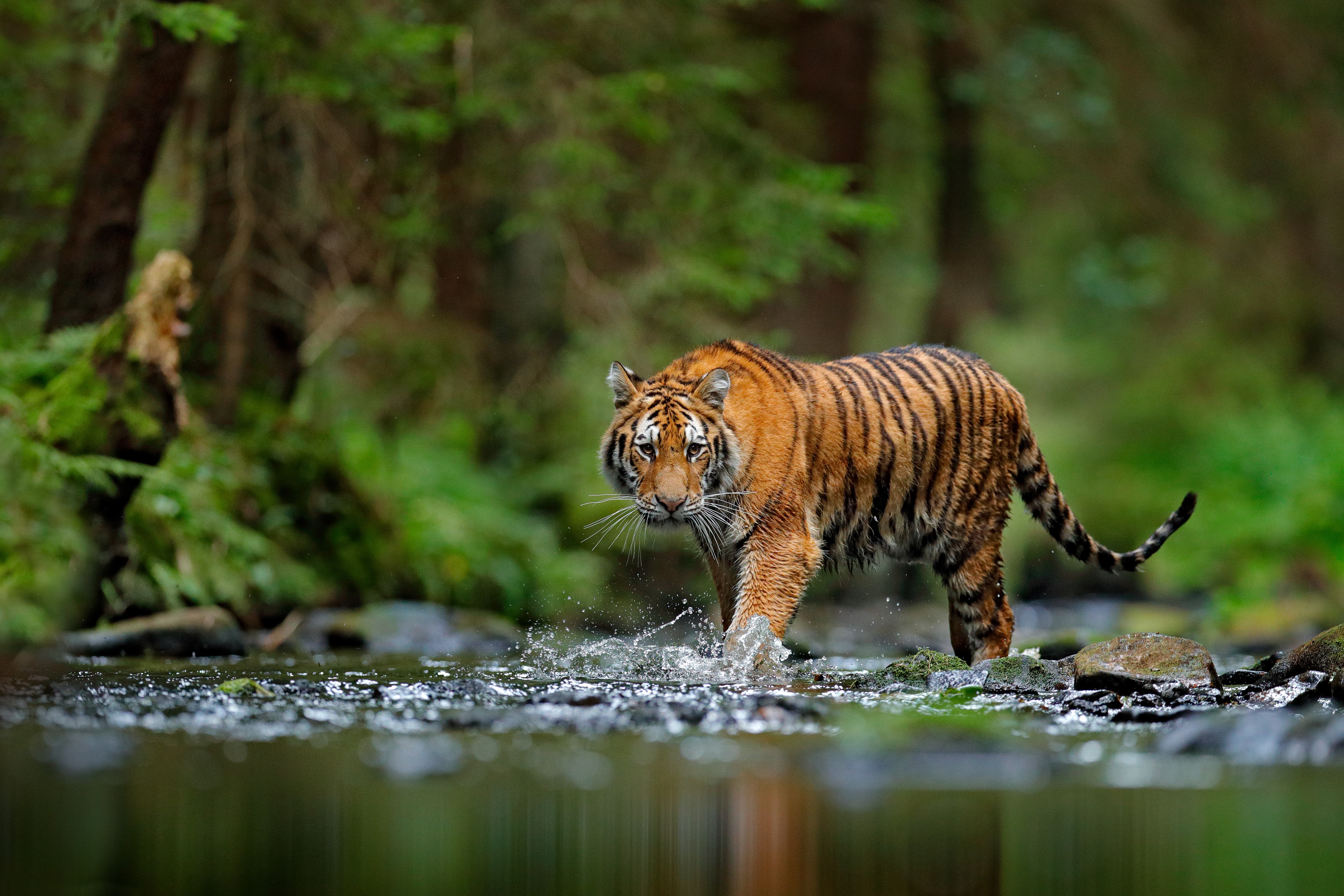 <p><strong>#3</strong><br />
Тигрите са почти невидими за своята плячка, която вижда оранжевия цвят като зелен и така се сливат със заобикалящата ги среда.</p>