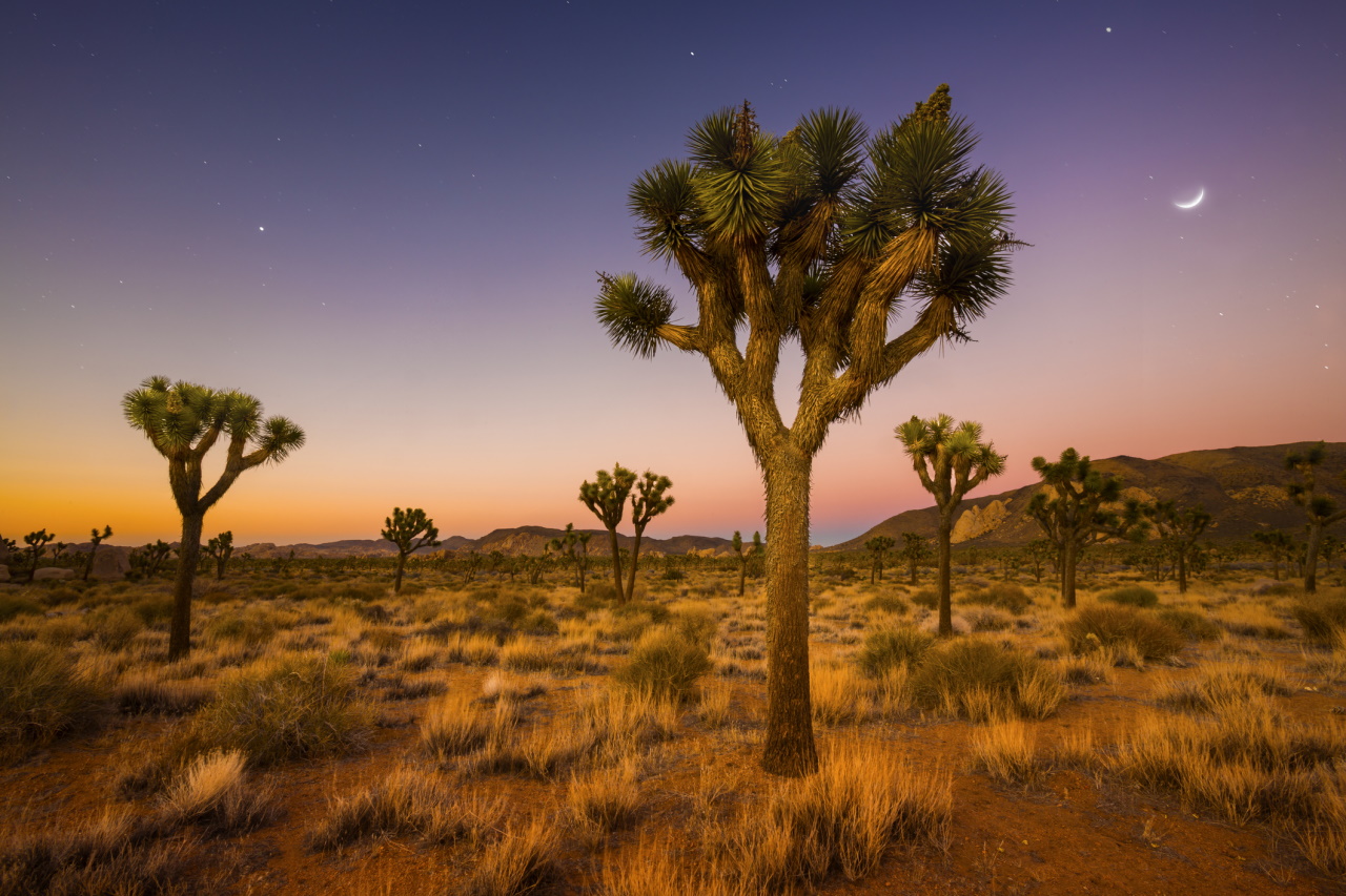 <p>Национален парк Joshua Tree</p>