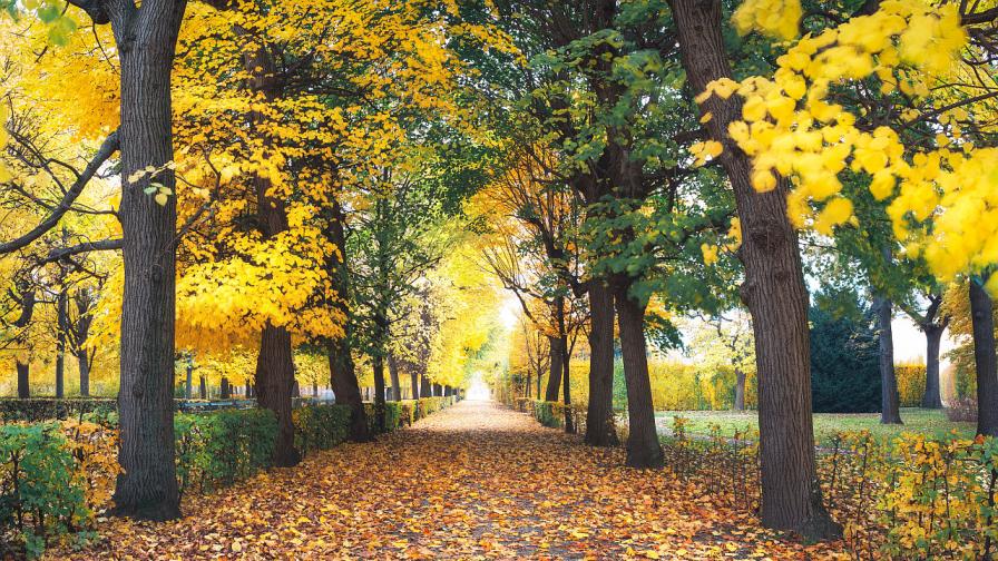 Традиционното есенно падане на листата на дърветата е повлияно от промените на климата