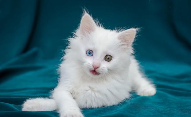 Ангорска котка - анадолската красавица