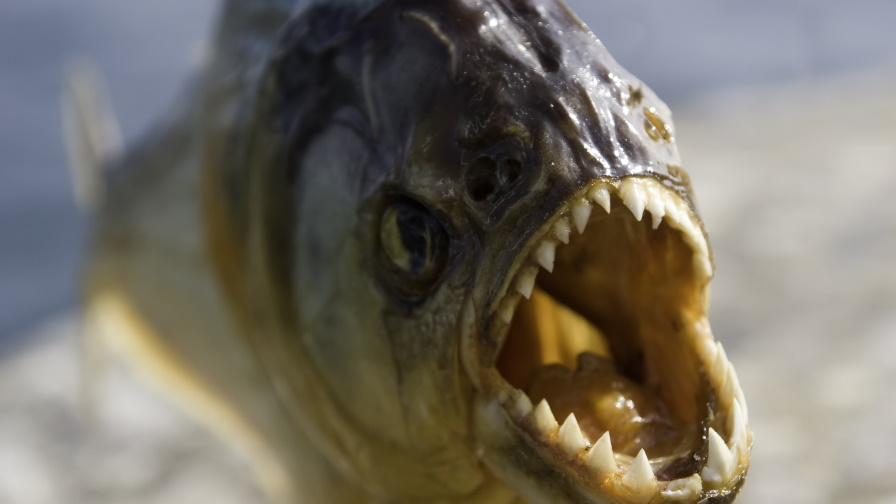 <p>Ужасяващ паразит бе открит в устата на риба</p>