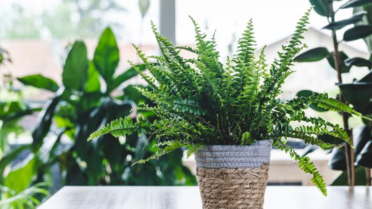  Преборете влагата в дома ви един път вечно с тези 6 стайни растения 