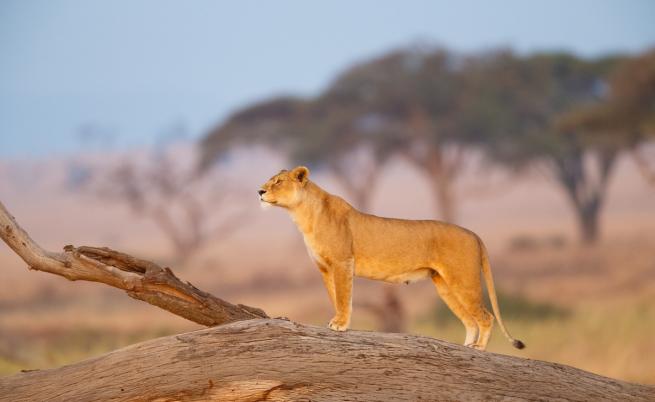 Бързина и сила: Лъвиците и техният лов
