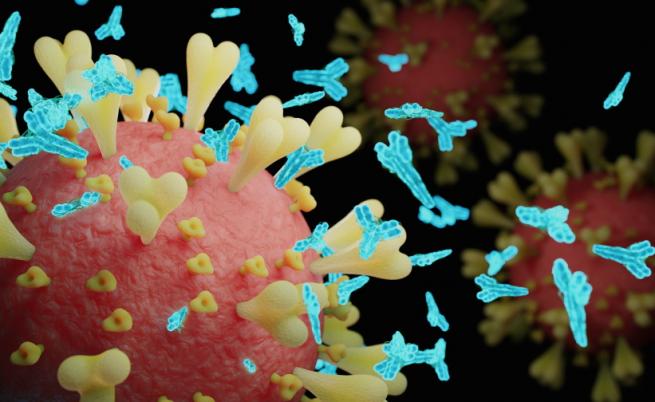 Антителата срещу COVID-19: Кои видове ни пазят от заразяване