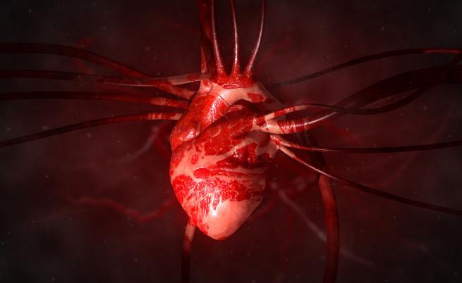 Учени откриха нова клетка в човешкото сърце