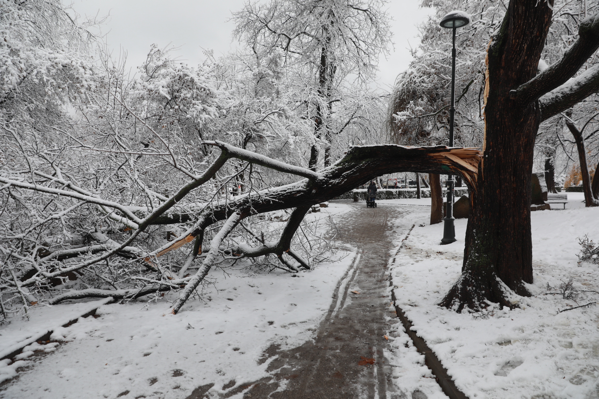 <p>Дърво падна в Докторската градина в София</p>