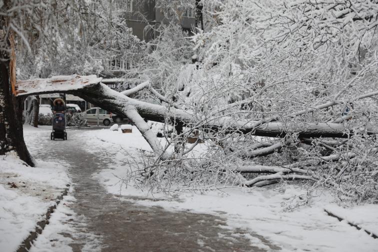 Дърво падна в Докторската градина в София