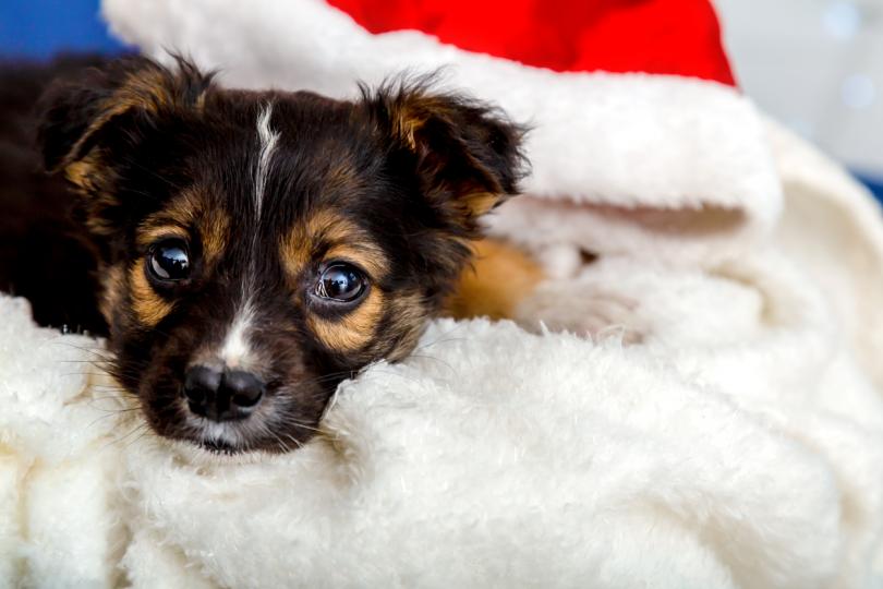 Дневен хороскоп за 12 декември, неделя - снимка 12