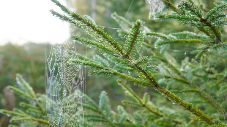  Най-странните коледни обичаи по света 