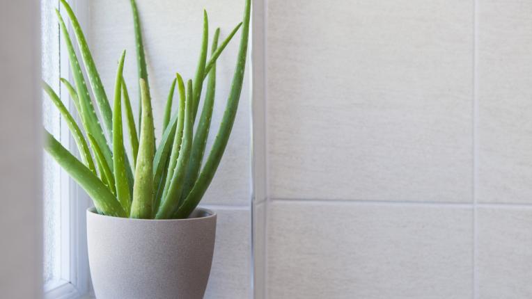 7 растения, които можем да отглеждаме в банята си