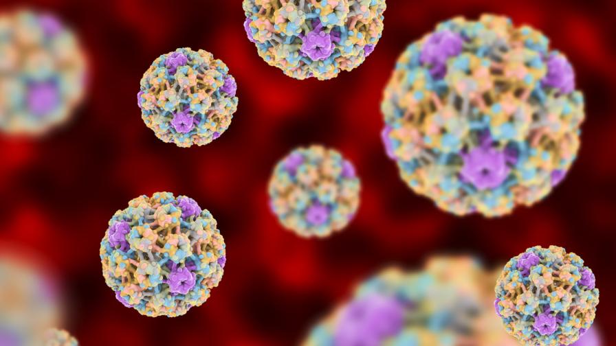 Учени от Китай идентифицираха нов хенипавирус