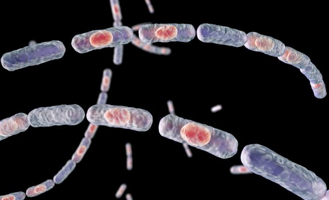 БАБХ: Има опасност от разпространение на антракс