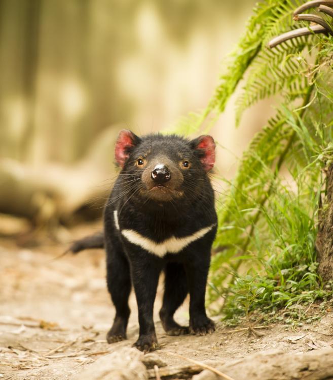  Тасманийски демон 