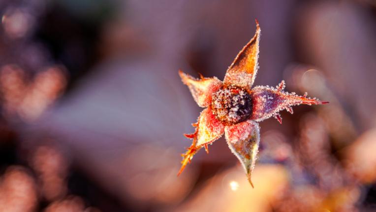  Дневен хороскоп за 18 януари, сряда 