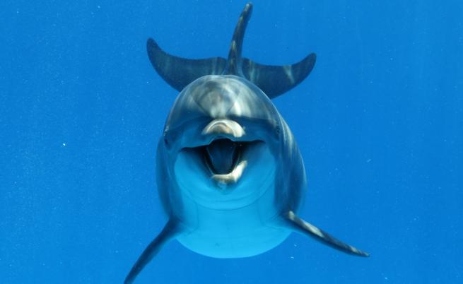 Животинско царство: делфини играят футбол с медуза (ВИДЕО)