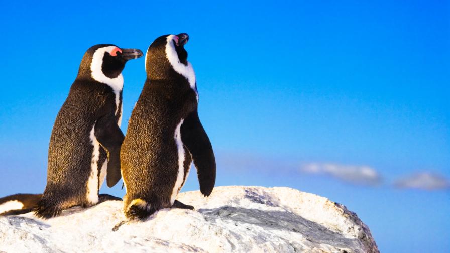 <p>Два пингвина станаха татковци за първи път</p>