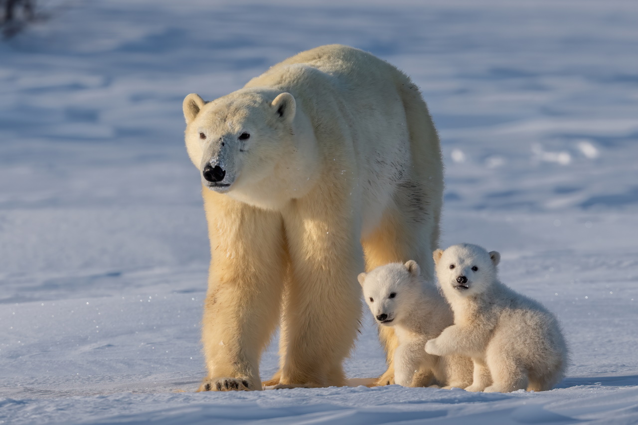 <p><strong>27 февруари</strong> е Денят на полярната мечка.</p>