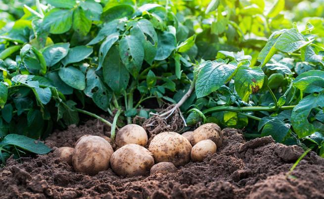 „Тотална катастрофа“: Български картофи гният по складове заради евтин внос