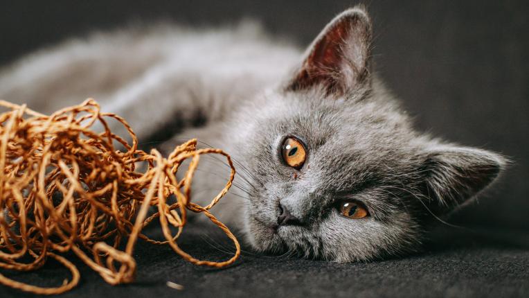  Дневен хороскоп за 20 декември, вторник 