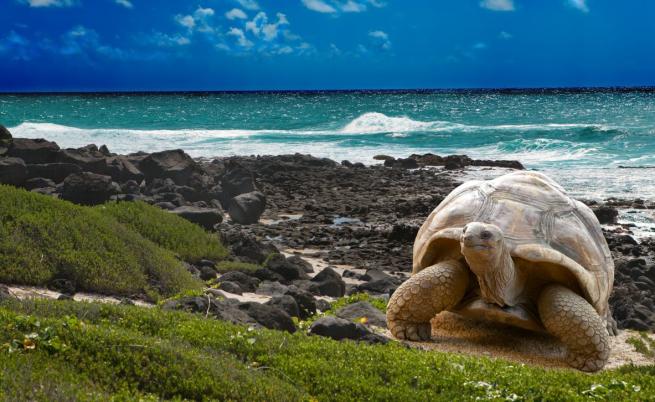 На Земята в живяла морска костенурка с размерите на автомобил
