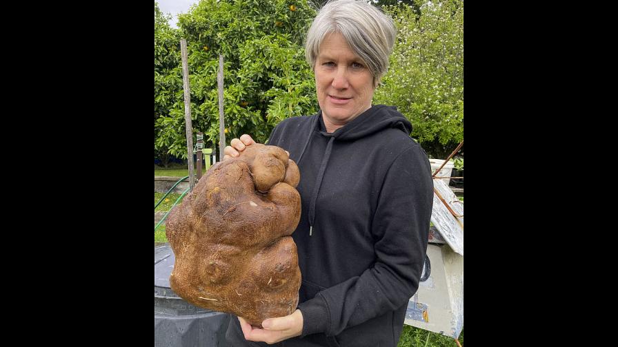 Гигантски новозеландски картоф се оказа грудка на кратуна